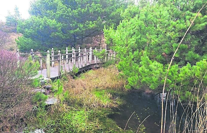 Pines have been used to create some sheltered pockets throughout the site