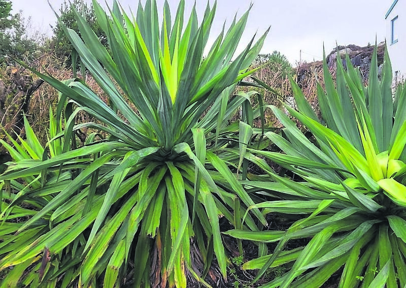  Beschorneria yuccoides - Plant of the Week,