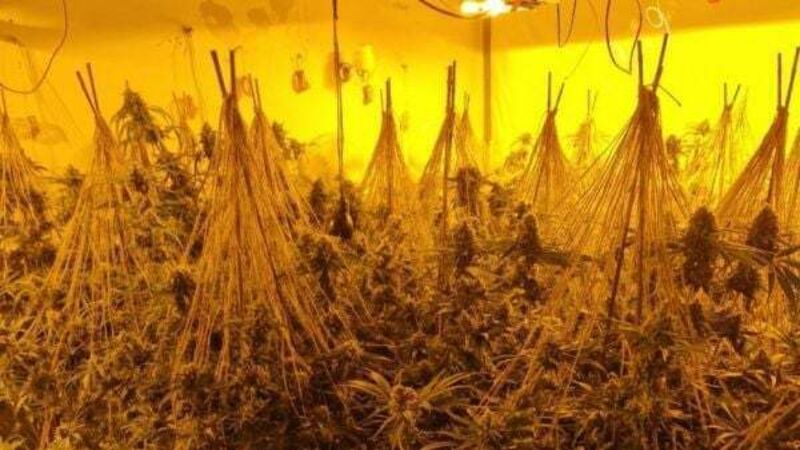 Cannabis seized by gardaí during searches in Galway