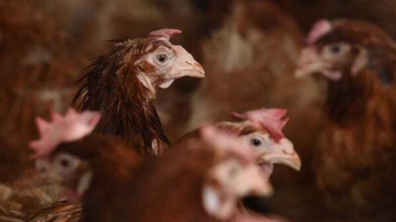 Salmonella outbreak confirmed at eight poultry farms in Ireland