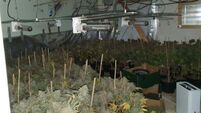 Two arrested as gardaí seize cannabis worth €528k at Roscommon grow house