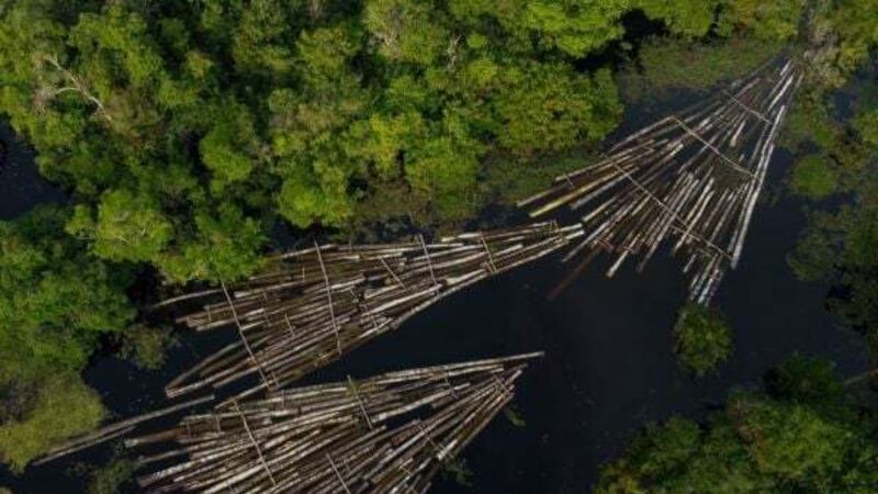 Application to appoint liquidator to forestry investment company adjourned