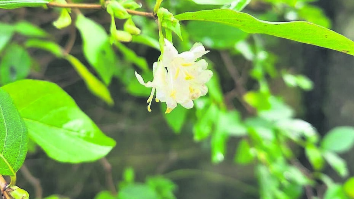 First scents of spring are wafting in... here are some jobs to do in the garden