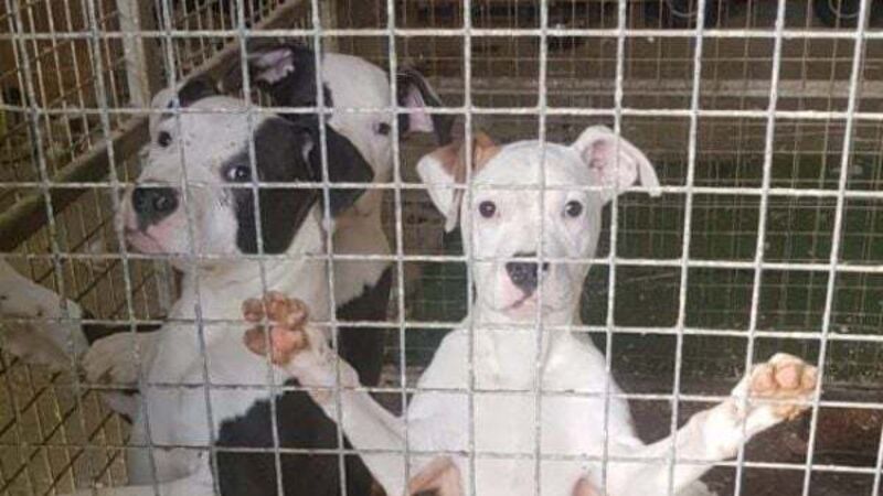 Six dogs seized in Co Sligo amid suspected dangerous breed offences Six dogs seized in Co Sligo amid suspected dangerous breed offences