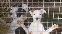 Six dogs seized in Co Sligo amid suspected dangerous breed offences