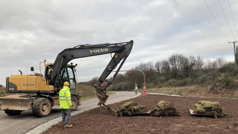 Rare bee orchids creating quite a buzz in Midleton