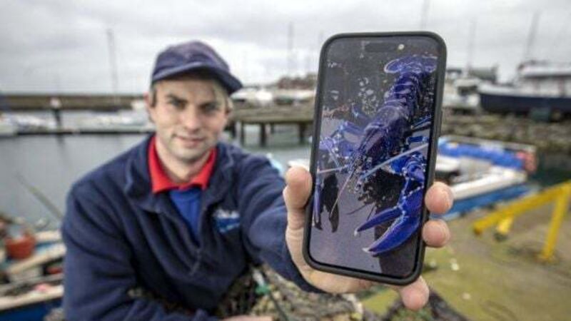 Rare blue lobster catch ‘two million to one shot’, says fisherman