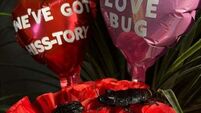 Bray Sea Life launches 'name a cockroach after your ex' fundraiser for Valentine's Day