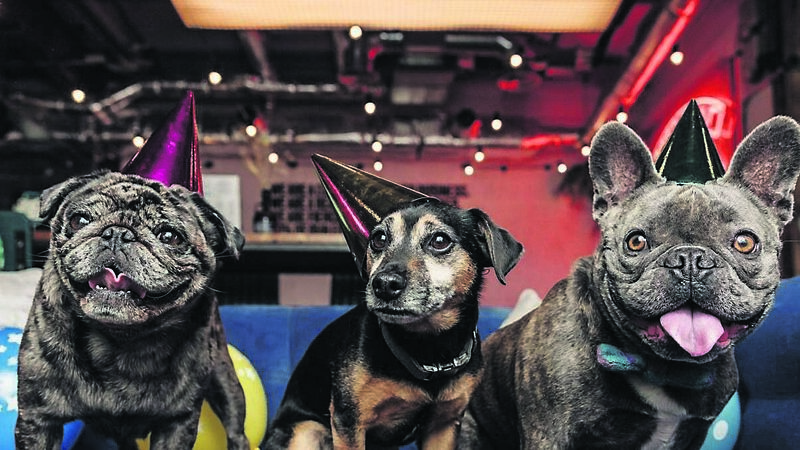 A Valentine’s event for your beloved dog in Cork city today A Valentine’s event for your beloved dog in Cork city today