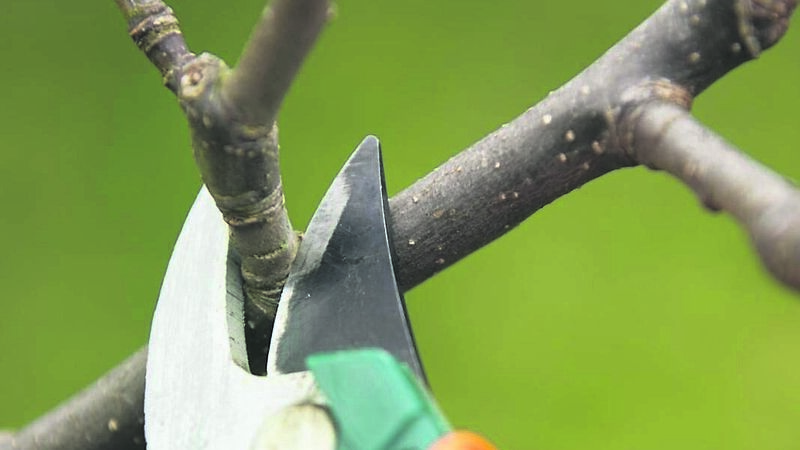 In the Garden: It's pruning time for roses and apple trees In the Garden: It's pruning time for roses and apple trees