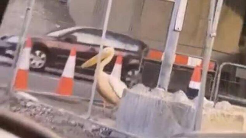 Pelican that 'continues to evade capture' spotted at Dunkettle Interchange
