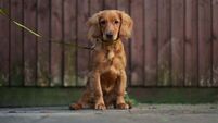 Dog owners struggling to find accommodation advised to create CV for pets