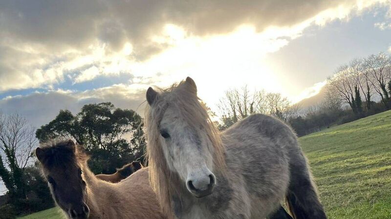 'They have an amazing nature': Five mares and five foals in urgent need of homes