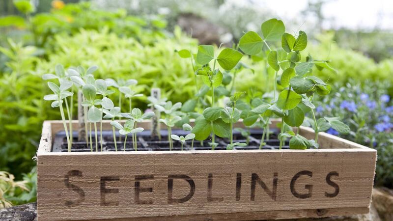 What our family will be growing this year...