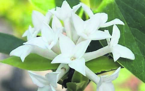 Plant of the Week: Daphne