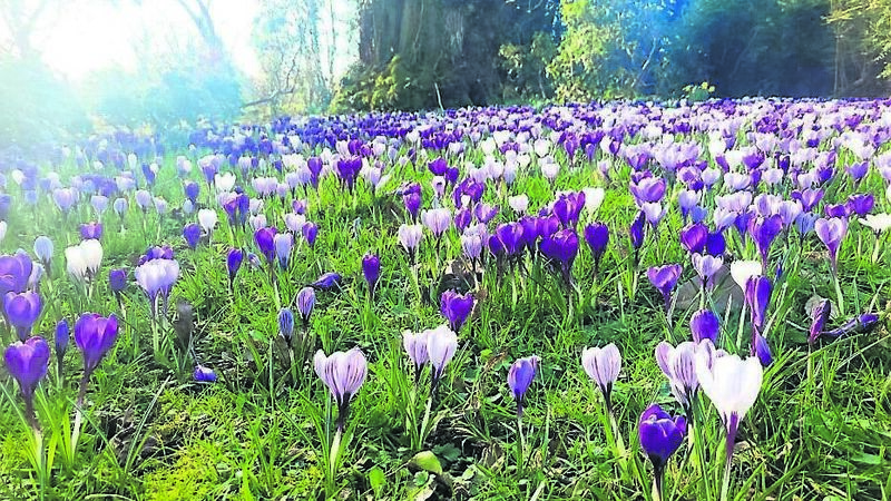 Garden haven is just a short trip from Cork