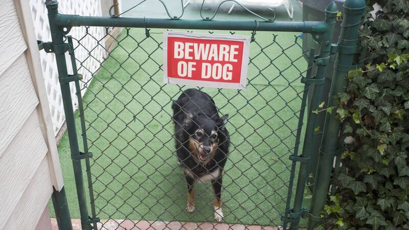 Dog bites made up half of over 100 census collection incidents