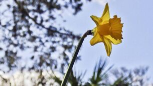 <p class="contextmenu internal_Caption">SPRING IS IN THE AIR: Kathriona Devereux is entranced by the daffodil displays around Cork at present</p>