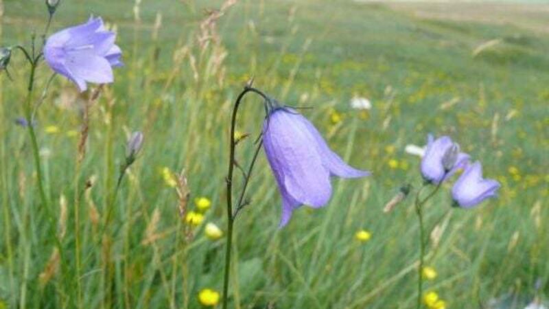 More than half of Ireland and Britain's native plants in decline – report More than half of Ireland and Britain's native plants in decline – report