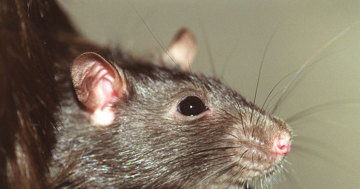 Dead rodent found in room connected to kitchen of Cork business during inspection - Vimarsana News