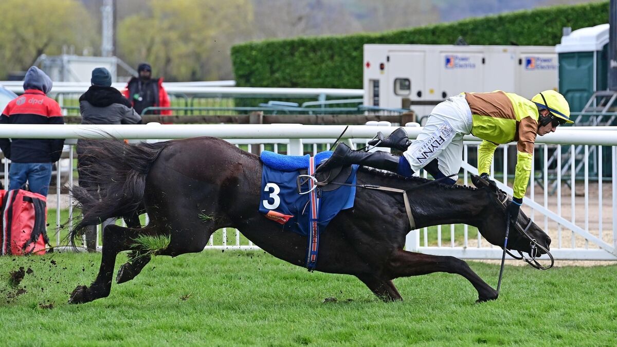 Tjc Cheltenham Races Cheltenham is here: Cork jockeys will play a huge part at the Festival