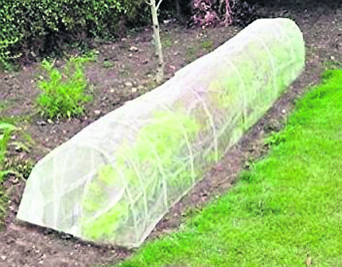 Young crops under cover.