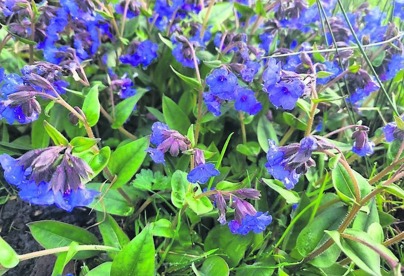 Pulmonaria angustifolia ‘Blue Ensign’ - See Plant of the Week Pulmonaria angustifolia ‘Blue Ensign’ - See Plant of the Week