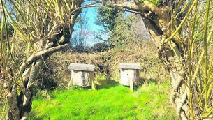 <p> Log hives framed with willow hedging at the HQ of the Irish Seed Savers Association (ISSA)</p>