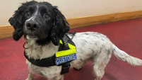 Man arrested after cocaine worth €2.4m seized at Rosslare Europort