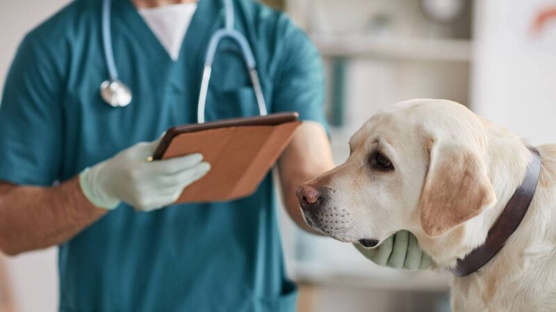 Cork Veterinary Hospital to close after 64 years