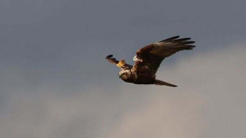 Hen Harrier helps put pay to plans for turbine wind farm for west Clare Hen Harrier helps put pay to plans for turbine wind farm for west Clare