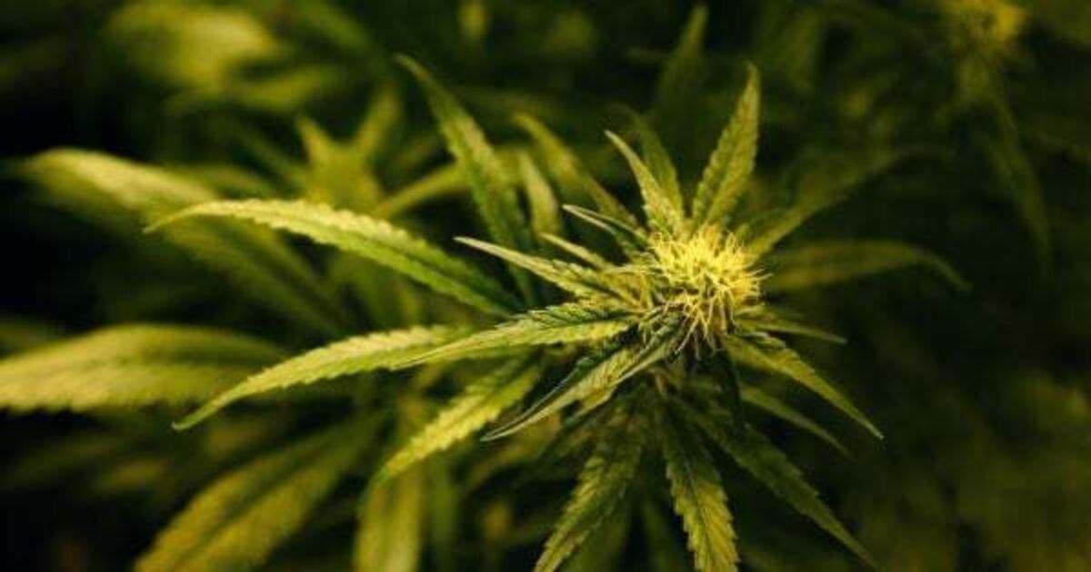 Man caught with cannabis worth €780,000 is jailed - Vimarsana News