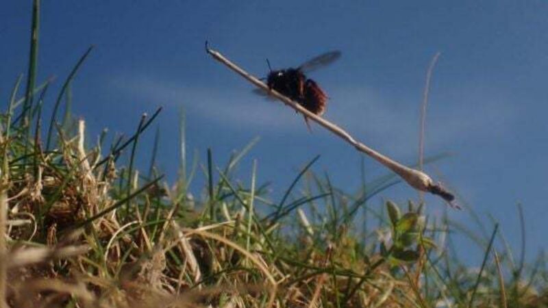 Bee appearing to ride tiny broomstick to feature in latest episode of Wild Isles
