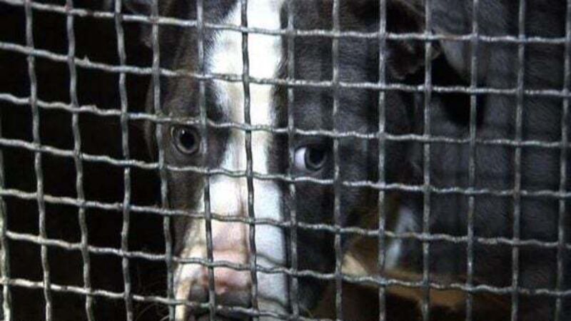Fines for irresponsible dog owners set to be doubled to €5,000 Fines for irresponsible dog owners set to be doubled to €5,000