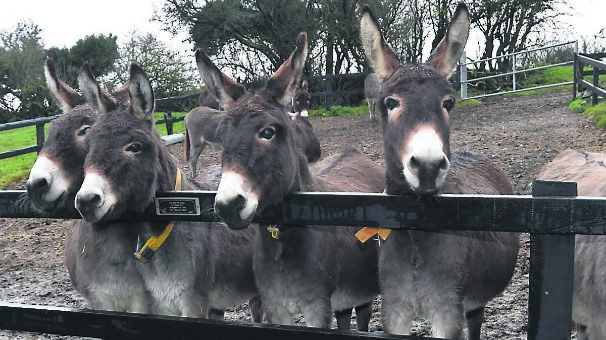 Cork Donkey charity at full capacity