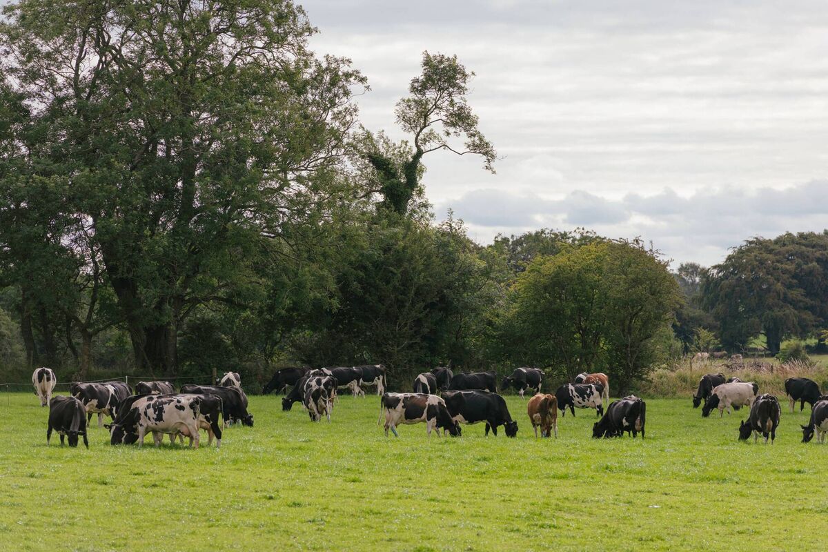 The Connelly farm in Tuam, Co Galway. 