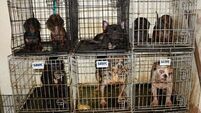Four charged after 38 dogs found living in inhumane conditions in west Dublin