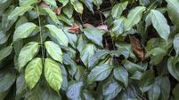 Amazon hallucinogenic 'ayahuasca' ceremonies advertised for Mayo this summer