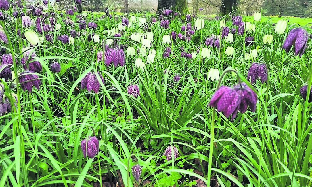 A naturalized area of fritillarias in at Blarney Castle and Gardens A naturalized area of fritillarias in at Blarney Castle and Gardens