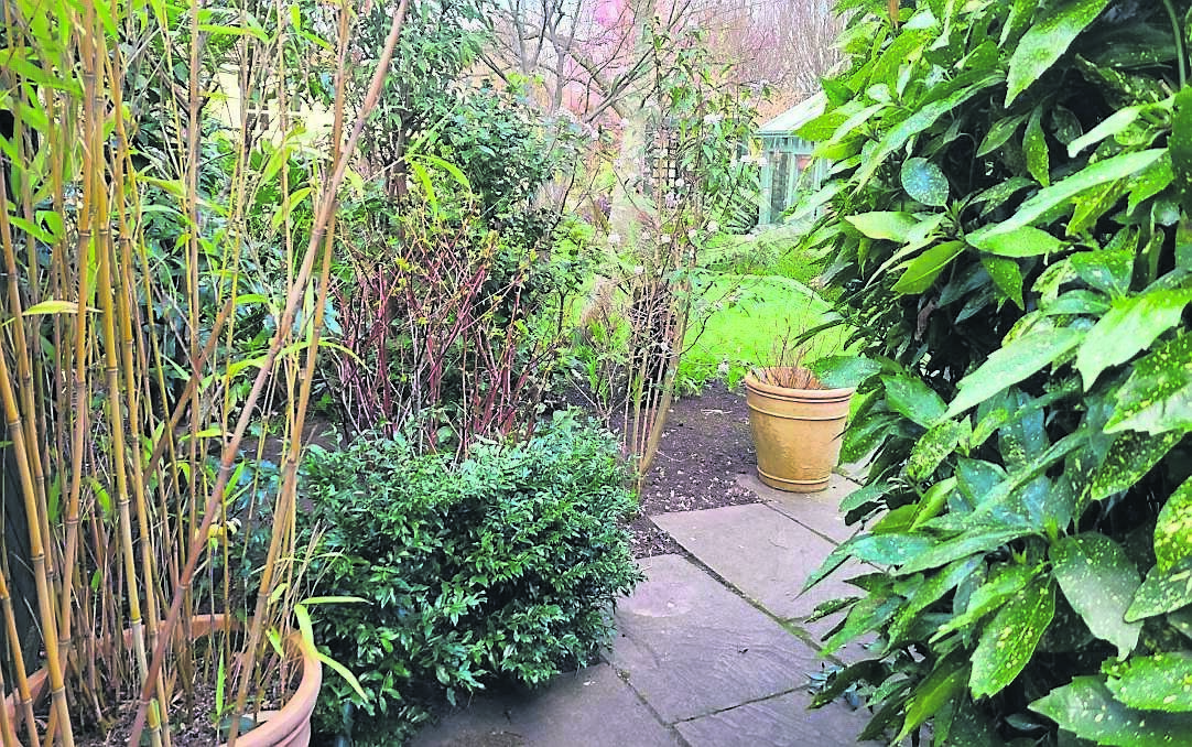 Some of the layered planting in Linda Murphy’s garden with a good mixture of evergreen and deciduous trees and shrubs Some of the layered planting in Linda Murphy’s garden with a good mixture of evergreen and deciduous trees and shrubs
