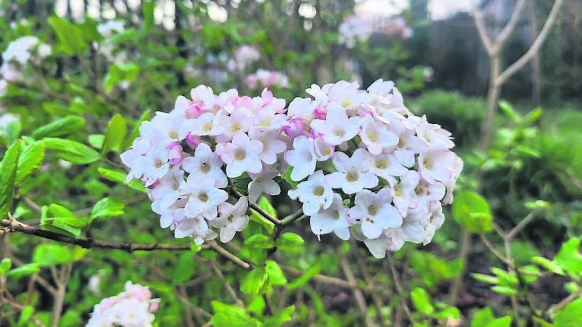 In the Garden: Flowers bring a pop of spring colour