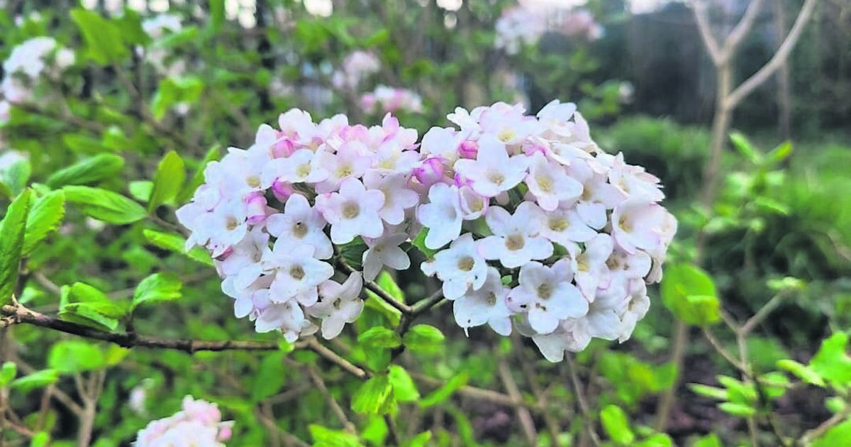 In the Garden: Flowers bring a pop of spring colour - Vimarsana News