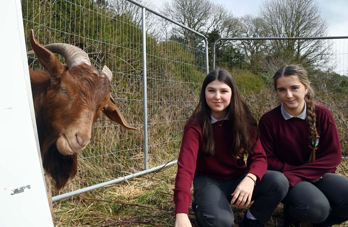 Students Rachel Dineen and Millie Slyne with one of the goats, Billy, at St Brogan's College, Bandon. Students Rachel Dineen and Millie Slyne with one of the goats, Billy, at St Brogan's College, Bandon.