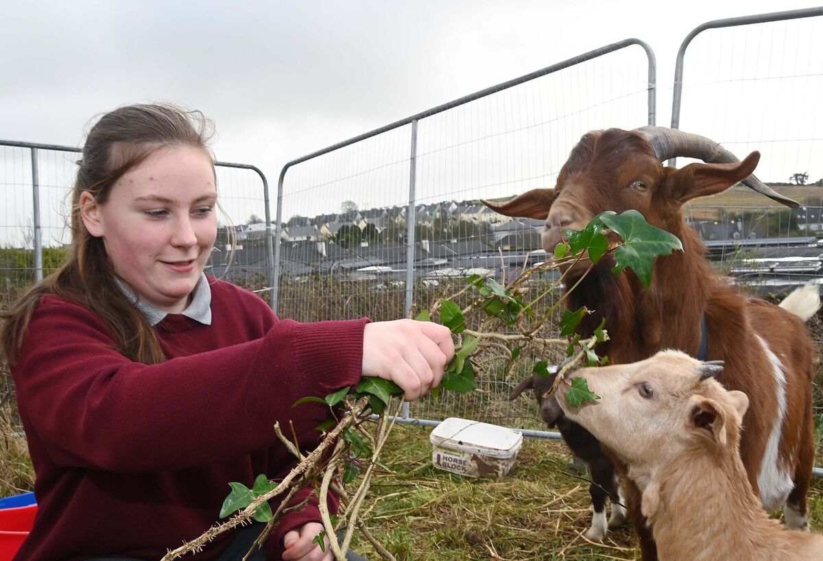 Student Eimear Curtin with one of the goats, Billy, and one of the goat kids at St Brogan's College. Student Eimear Curtin with one of the goats, Billy, and one of the goat kids at St Brogan's College.