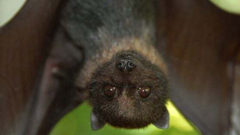 Permission for apartments in Phibsborough overturned over bat habitats