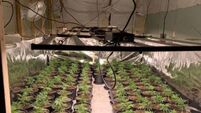 Two men arrested as gardaí close down growhouse with cannabis worth €432,000