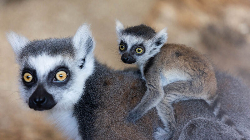 Watch: Fota Wildlife Park announces the birth of three endangered baby lemurs and two baby monkeys Watch: Fota Wildlife Park announces the birth of three endangered baby lemurs and two baby monkeys