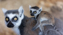 Watch: Fota Wildlife Park announces the birth of three endangered baby lemurs and two baby monkeys