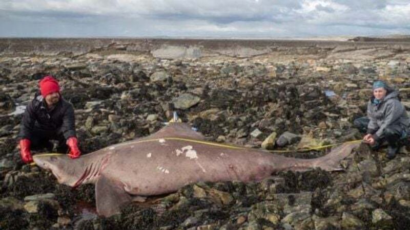 Scientist ‘couldn’t believe’ discovery of rare shark on Irish shore