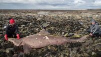 Scientist ‘couldn’t believe’ discovery of rare shark on Irish shore